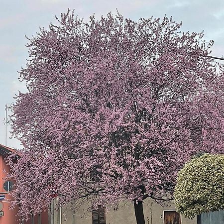 Residenza Il Ciliegio Apartman Buscate Kültér fotó